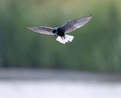 Black tern / Zwarte stern