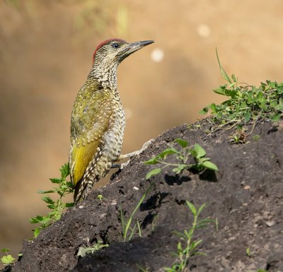 Green woodpecker / Groene specht