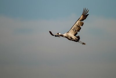 Common crane / Kraanvogel