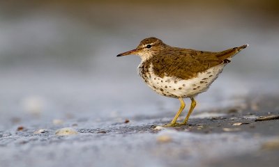 Spotted sandpiper / Amerikaanse oeverloper