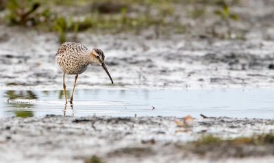 Stilt sandpiper / Steltstrandloper