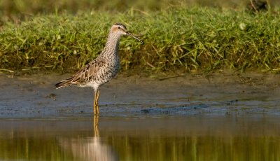 Stilt sandpiper / Steltstrandloper