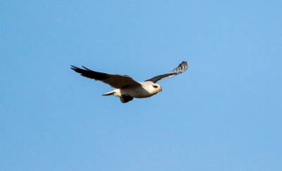 Black-winged kite / Grijze wouw