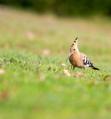 Hoopoe / Hop