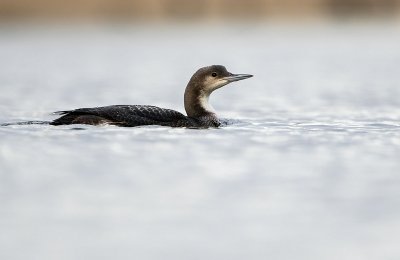 Black-throated diver / Parelduiker