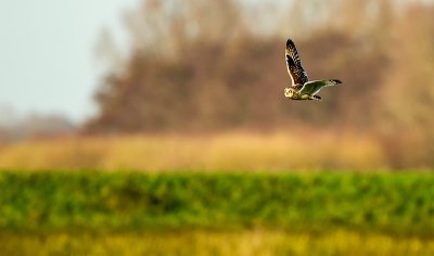 Short-eared owl / Velduil