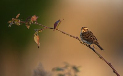 Little bunting / Dwerggors