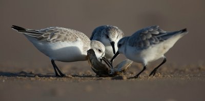 Sanderling / Drieteenstrandloper