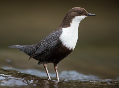 White-throated dipper / Zwartbuik waterspreeuw