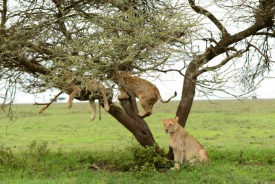 Lions in tree, Ndutu Jan 2013