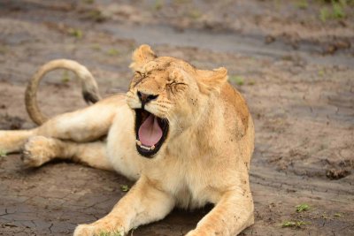 Lion, Serengeti Jan 2013