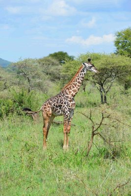 Giraff, Serengeti Jan 2013