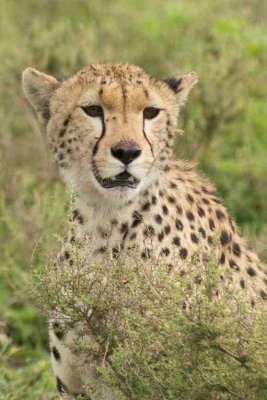 Cheetah, Ndutu Jan 2013