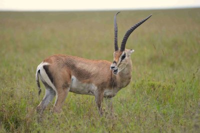 Grants Gazell, Serengeti Dec 2012