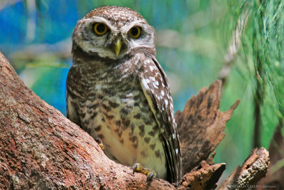 Athene brama - Spotted Owlet