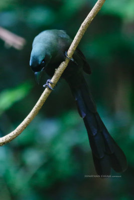 Crypsirina temia - Racket-tailed Treepie