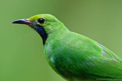 Chloropsis aurifrons - Golden-fronted Leafbird