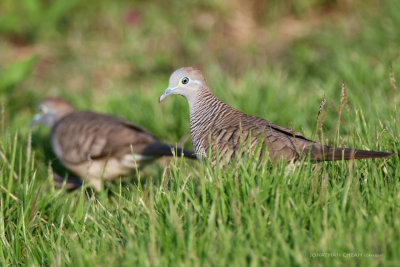 Geopelia striata - Peaceful Dove