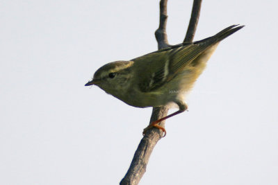 Phylloscopus inornatus - Yellow-browed Warbler