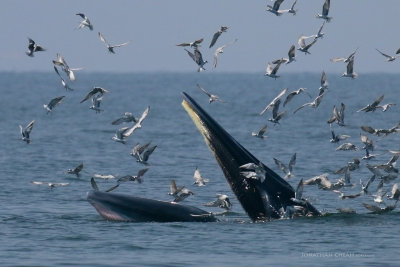 Bryde's Whale & Irrawady Dolphins