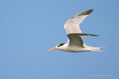 Sterna bengalensis - Lesser Crested Tern