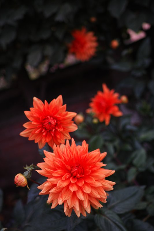 35mm f1.8 (cropped)
