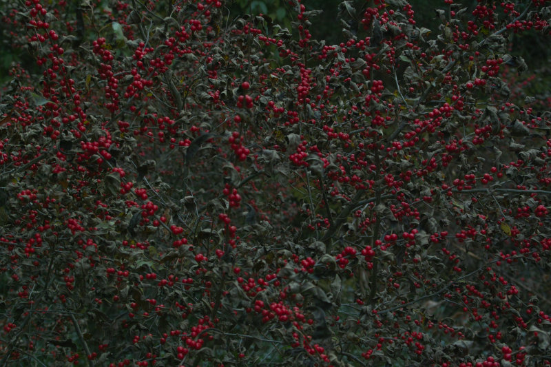 SDIM5570.jpg
