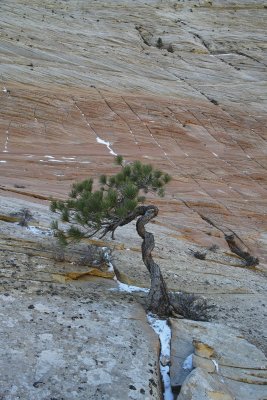 Zion National Park - Checkerboard Mesa