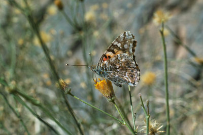 Death Valley