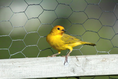 Finch, Kona, Hawaii