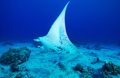 Manta Ray, Kona Coast, Big Island, Hawaii