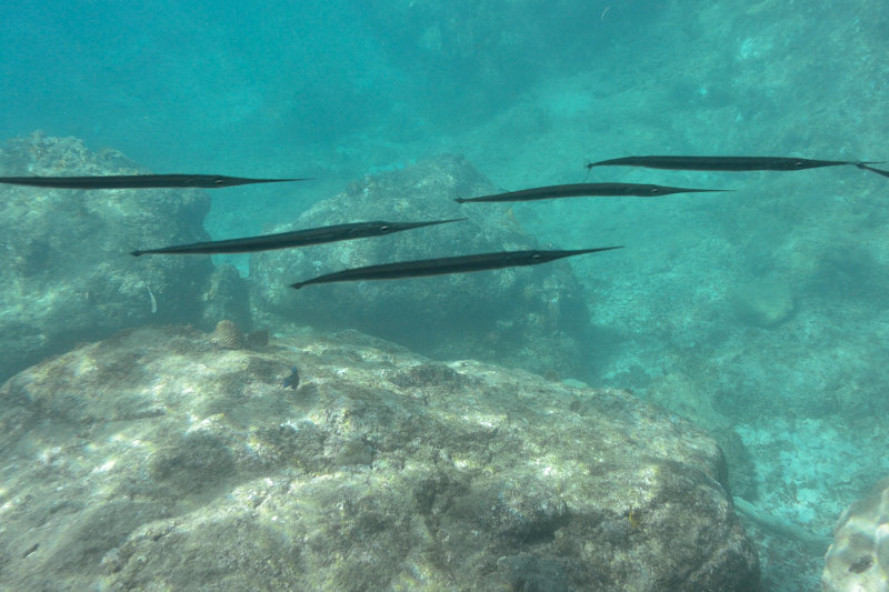 20131117 - Tortola BVI - 098.jpg
