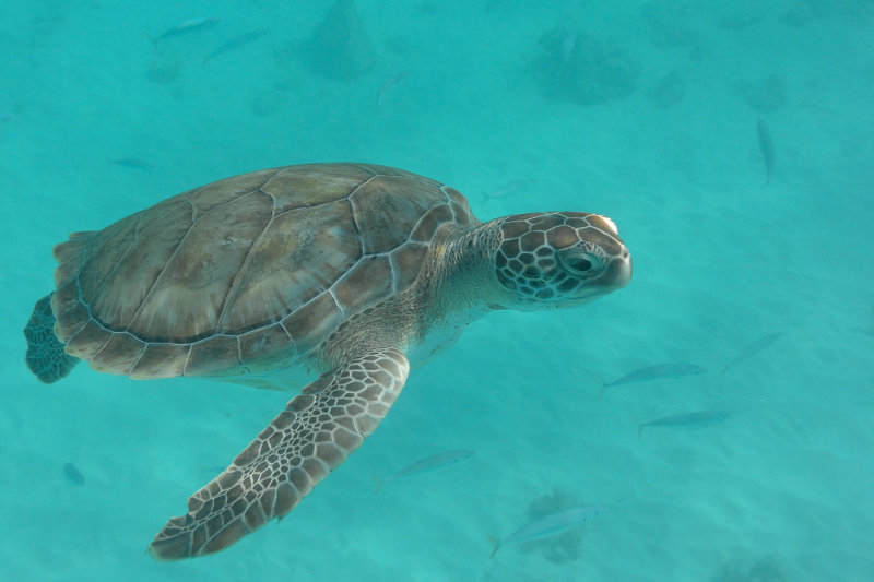 20131121 - Barbados - 033.jpg