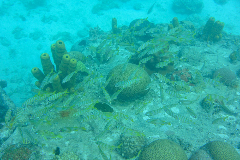 20131121 - Barbados - 087.jpg