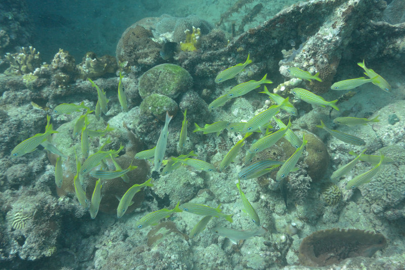 20131121 - Barbados - 092.jpg