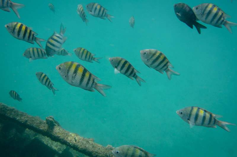20150421 - Barbados - 0080.jpg