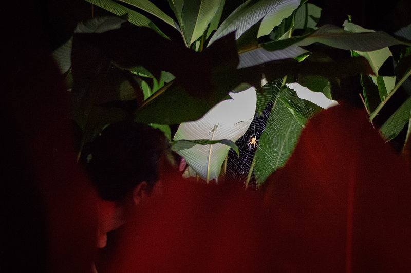 20160216 - Costa Rica (Bug Lady Tour) - 002.jpg