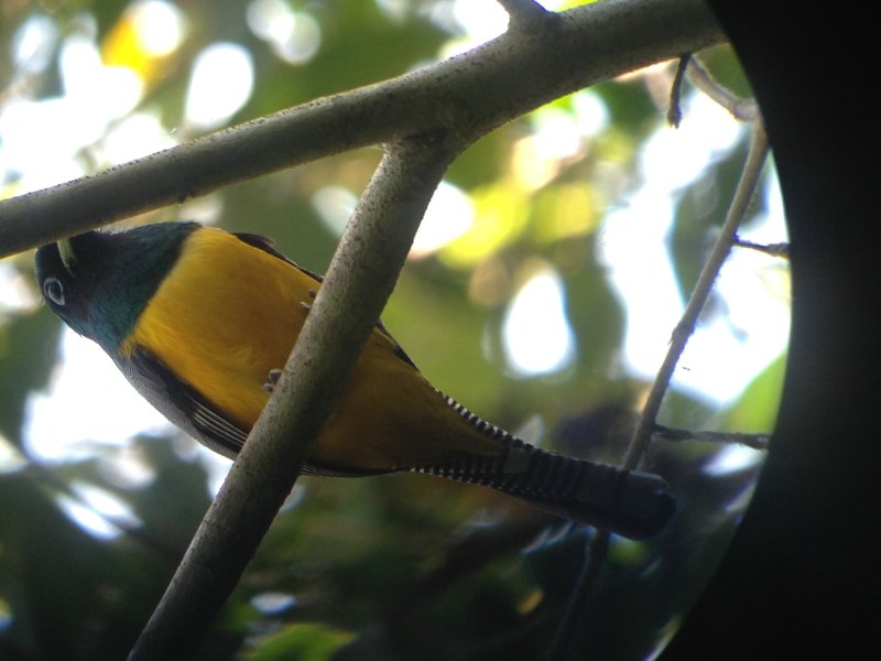 20160217 - Azamara Cruise & Costa Rica [Kathy] - 121.JPG