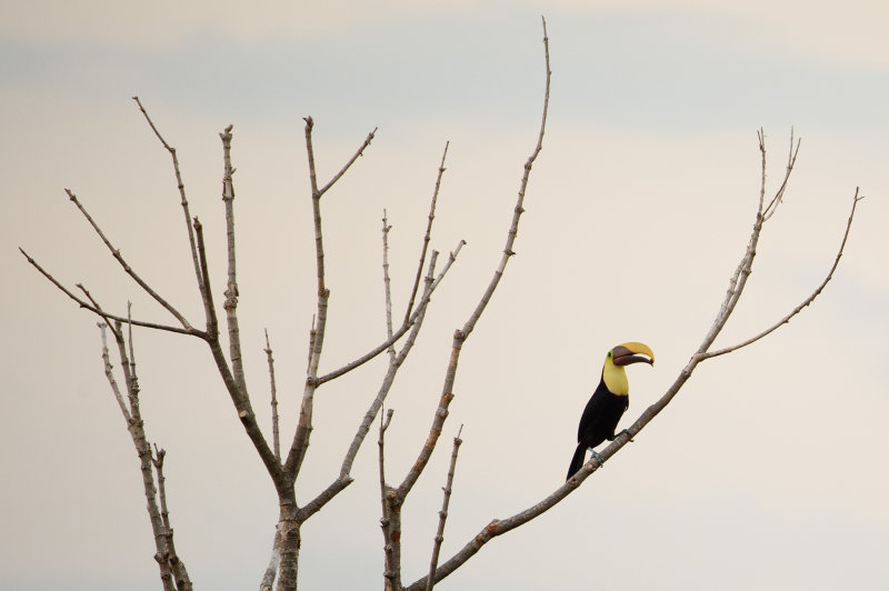 20160217 - Costa Rica (Sirena Tour) - 348.jpg