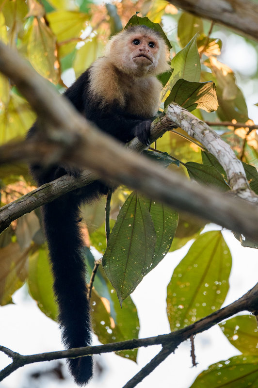 20160218 - Costa Rica (Mangrove Tour) - 036.jpg