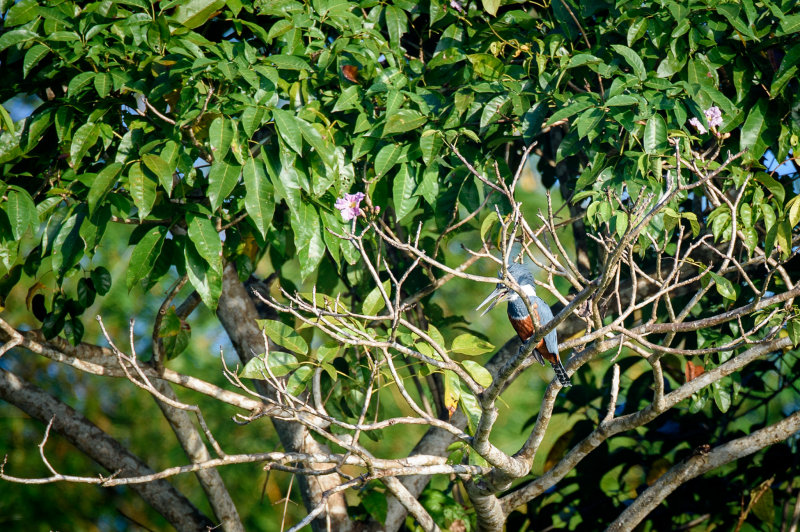 20160218 - Costa Rica (Mangrove Tour) - 057.jpg