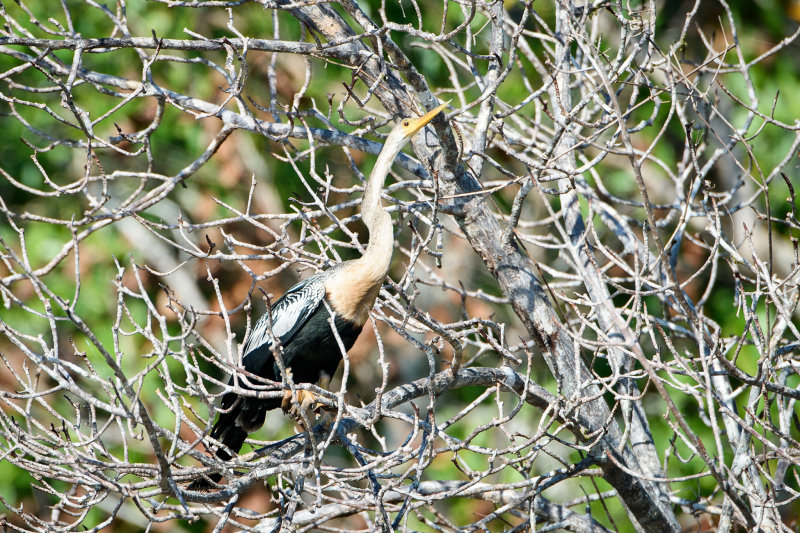 20160218 - Costa Rica (Mangrove Tour) - 195.jpg