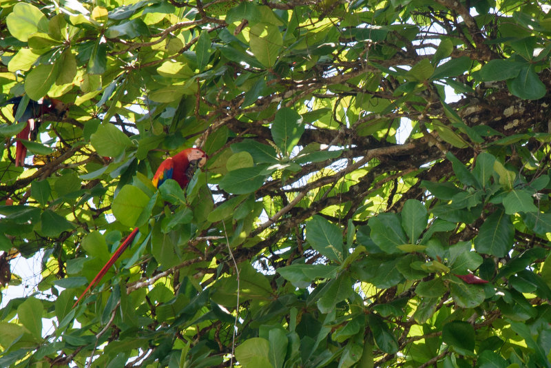 20160218 - Costa Rica (Mangrove Tour) - 348.jpg