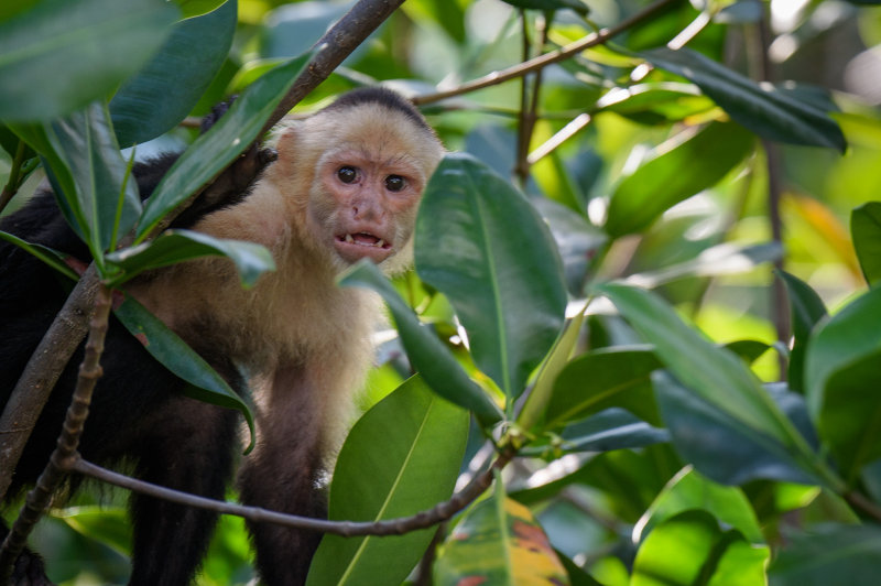 20160218 - Costa Rica (Mangrove Tour) - 408.jpg