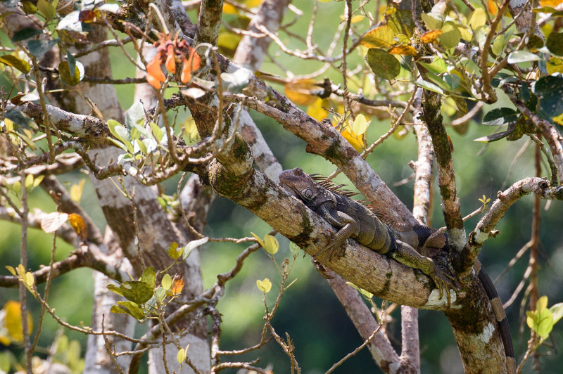 20160218 - Costa Rica (Mangrove Tour) - 520.jpg