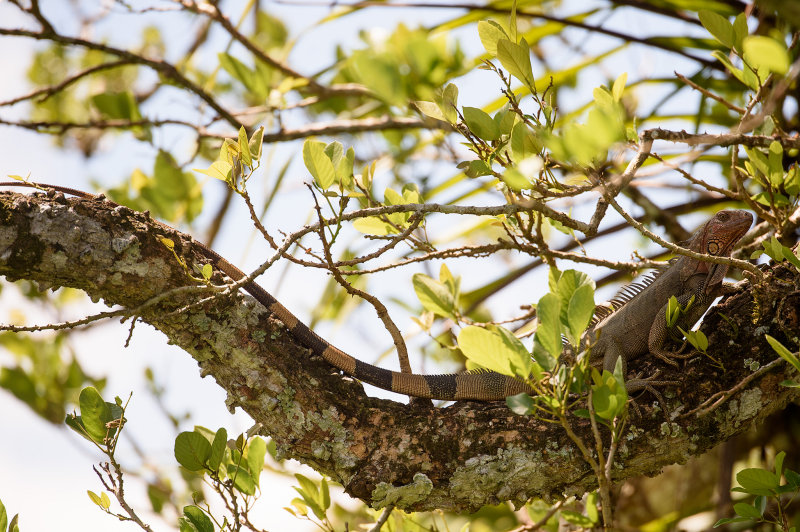 20160218 - Costa Rica (Mangrove Tour) - 554.jpg