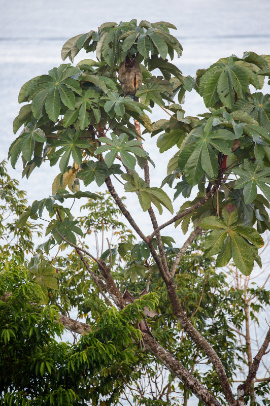 20160219 - Costa Rica (Cano Island Tour) - 045.jpg