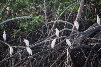 20160218 - Costa Rica (Mangrove Tour) - 096.jpg