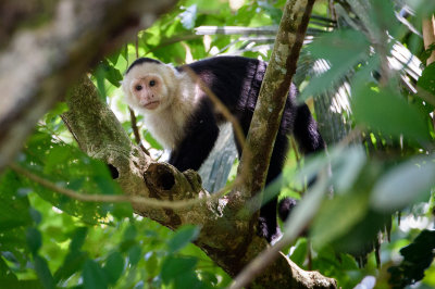 20160218 - Costa Rica (Mangrove Tour) - 639.jpg