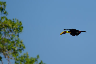 20160218 - Costa Rica (Mangrove Tour) - 269.jpg